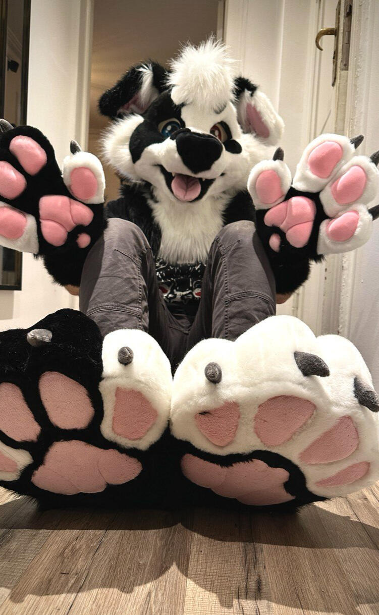 Cosmic the Bordercollie