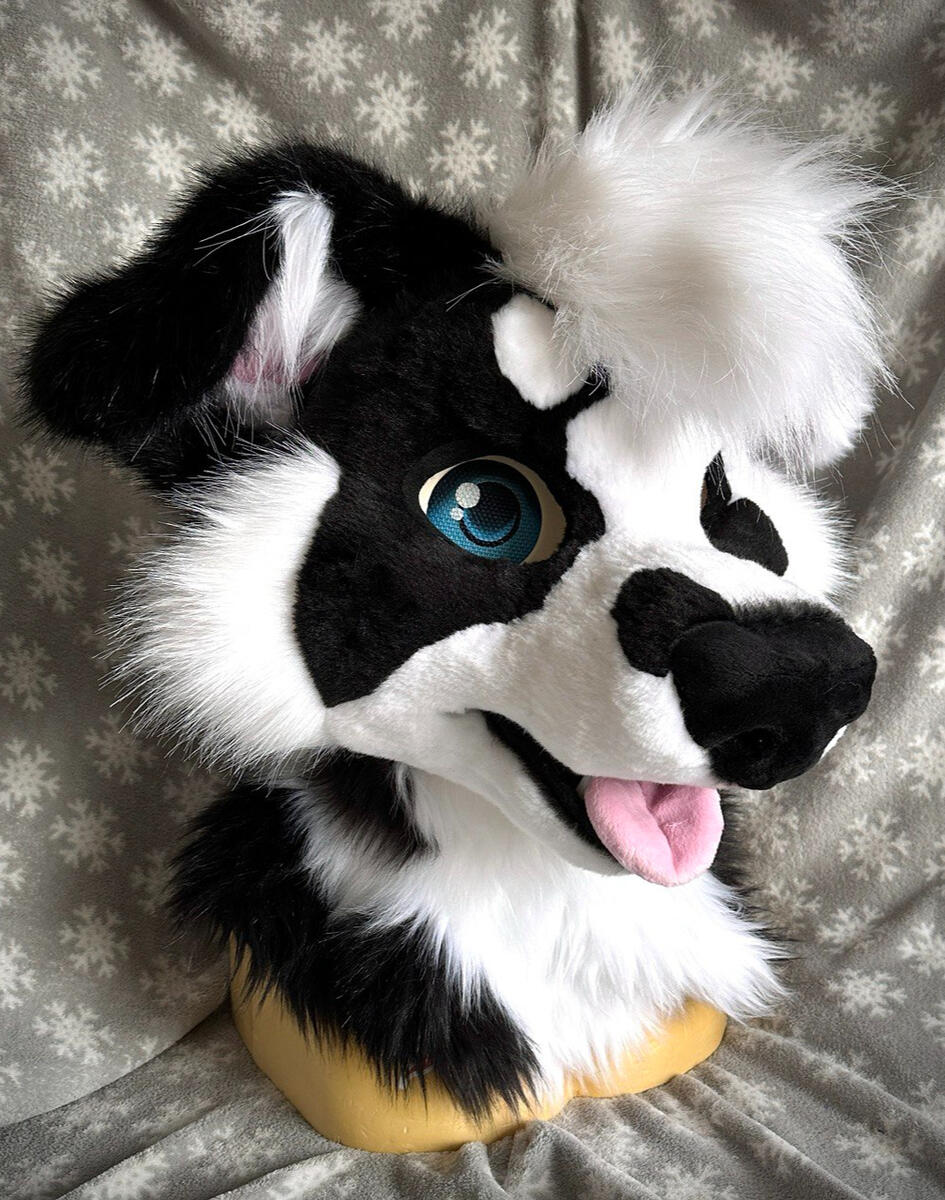 Cosmic the Bordercollie